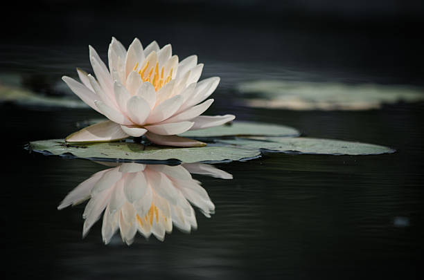 beautiful  lotus with water reflection