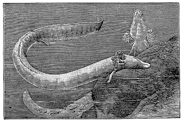 Antique illustration of olm or proteus (Proteus anguinus) Antique illustration of olm or proteus (Proteus anguinus) proteus anguinus stock illustrations