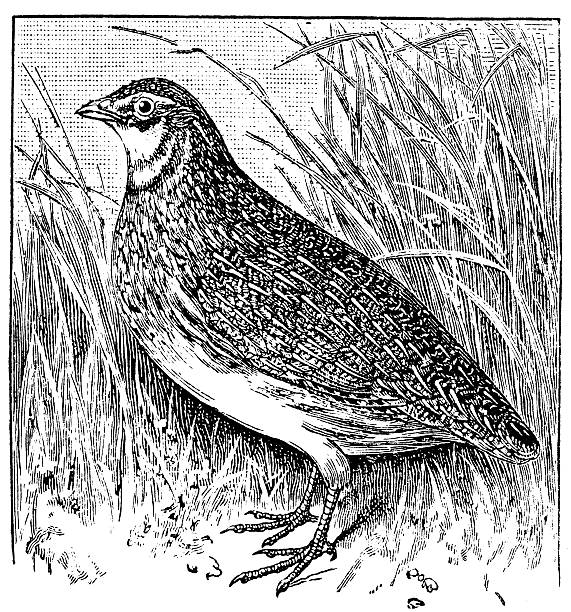 Antique illustration of common quail (Coturnix coturnix) Antique illustration of common quail (Coturnix coturnix) coturnix quail stock illustrations