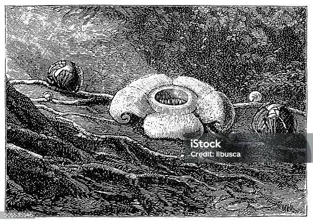 Antique Illustration Of Rafflesia Patma Stock Illustration - Download Image Now - 19th Century Style, Antique, Art