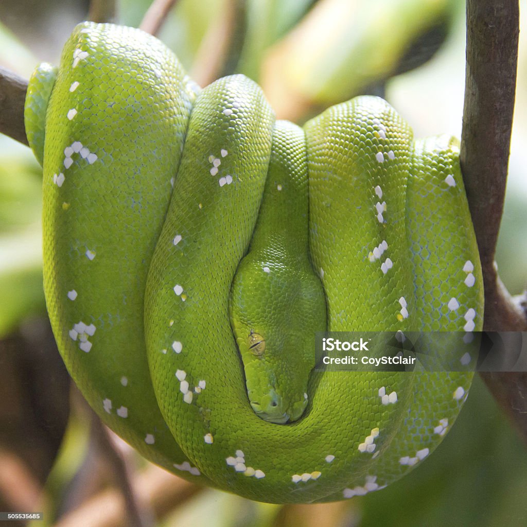 Green Python Hanging Green Tree Python Hanging In Tree Stock Photo - Download Image Now ...