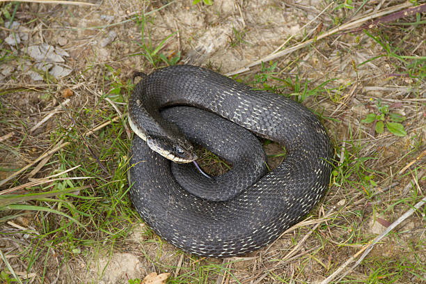 serpiente hocico de cerdo enrollado oriental - heterodon platyrhinos fotografías e imágenes de stock