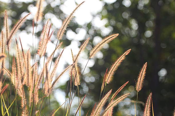 istock Silhouette flower blade of grass field sunlight rim light 505536010