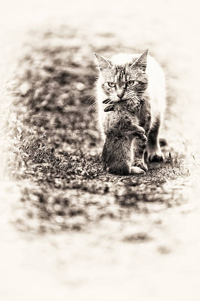 istock Domestic tabby cat. The return of hunting 505536283