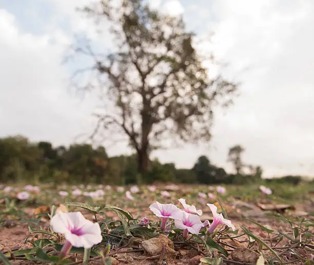 Photo of Morning Glory before almost dead tree