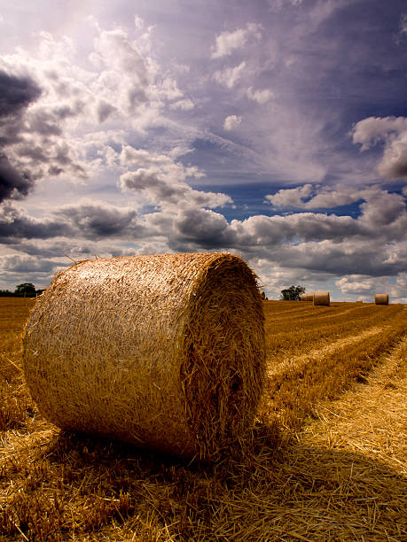 istock Harvest the Hay 505536419