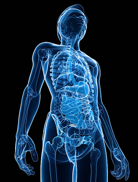 istock Xray digestive system of male body artwork 505537111