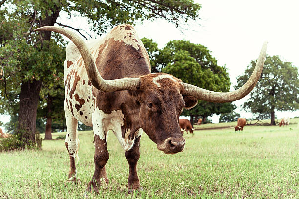 istock Texas Longhorn cattle grazing on pasture 505537249