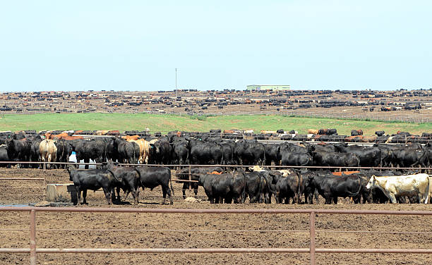istock Agriculture: Large number of cattle feeding in a feedlot 505537300