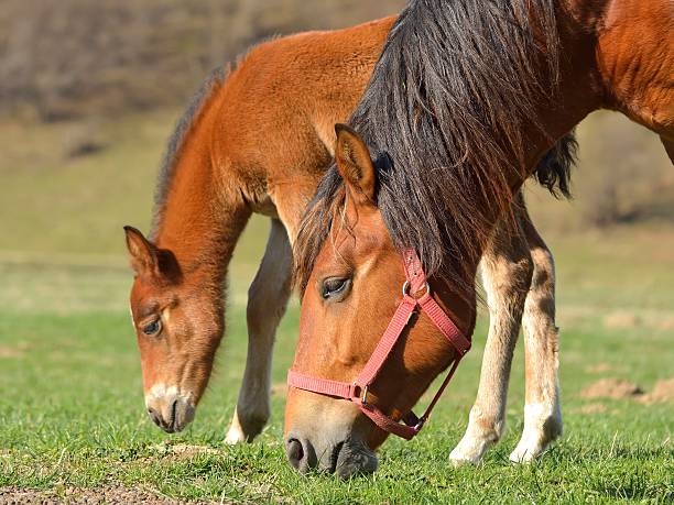 istock Horses on a meadow in summer day 505537369