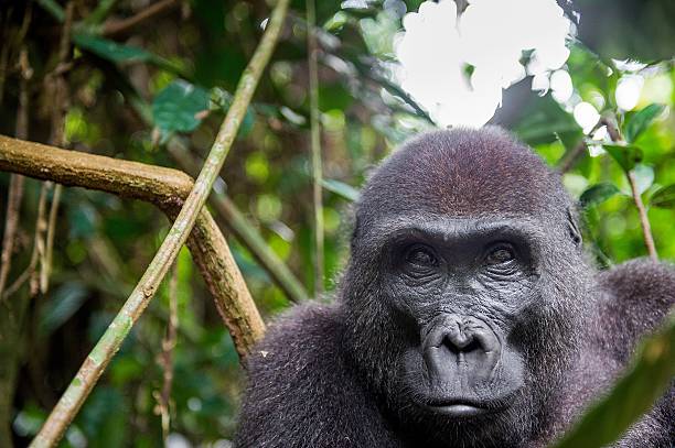 портрет западной lowland gorilla - gorilla west monkey wildlife стоковые фото и изображения