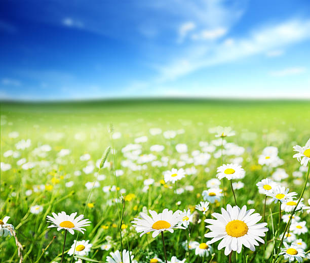 istock field of daisy flowers 505538341