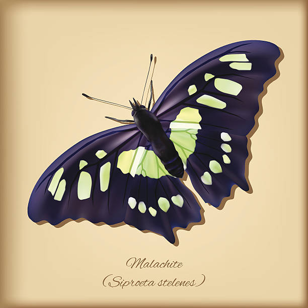 Malachite Butterfly - Vector Malachite Butterfly - Vector Illustration admiral butterfly stock illustrations