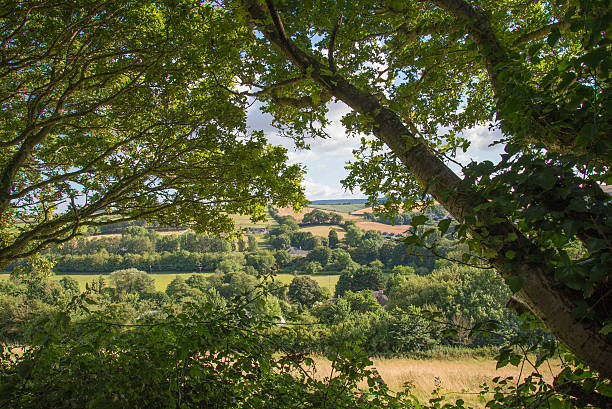 Summer Landscape Framed By Trees stock photo