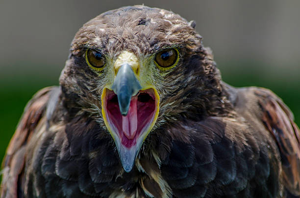 istock golden eagle, Aquila chrysaetos, close up shot, colour image 505546091