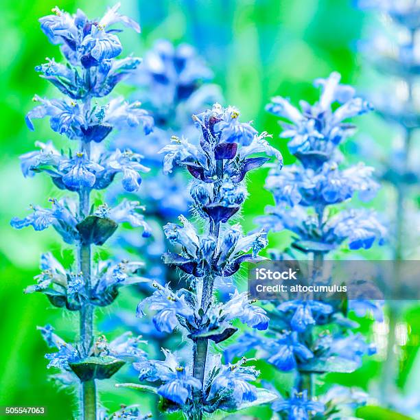 Vertikal Signalhorn Stockfoto und mehr Bilder von Bedecktsamer - Bedecktsamer, Blau, Blume