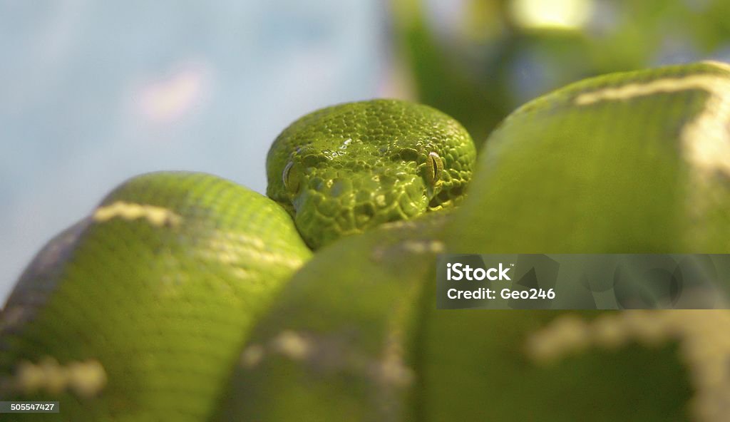 Green Tree Python Wild Green Tree Python Stock Photo - Download Image Now - Animal Wildlife ...