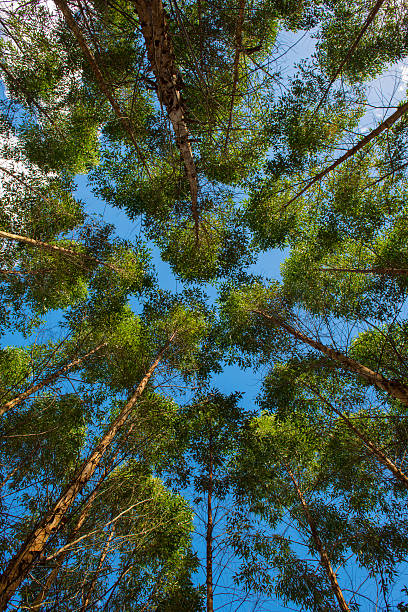 eucalipto reflorestação - green woods forest southern brazil imagens e fotografias de stock