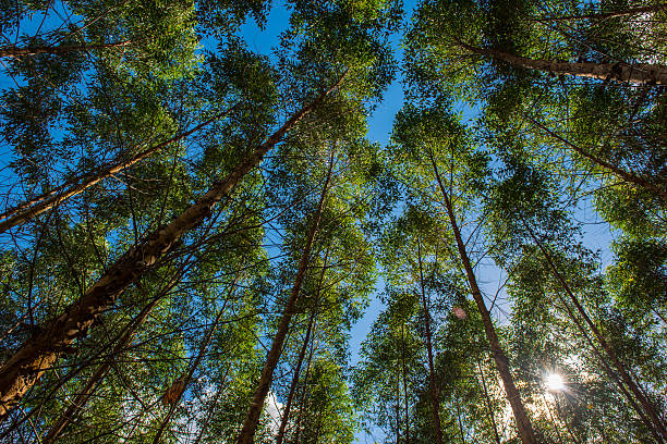 ユーカリの森林再生 - eucalyptus wood ストックフォトと画像