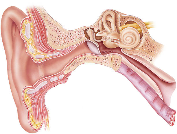 Ear - Anatomy Frontal section through the external, middle, and internal ear.  human ear stock illustrations