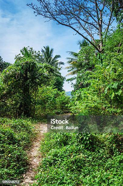 Tropical Landscape In Phuket Thailand Stock Photo - Download Image Now - Blue, Climate, Copse
