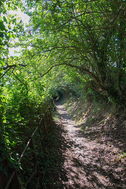 Bright Sun On A Forest Path stock photo