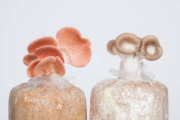 istock The growth of mushrooms 505548733