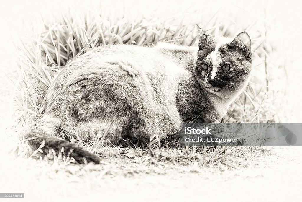 Tortie color point cat lie down and turning its head One cute tortie color point cat lie down on grass. Black and white fine art outdoors portrait of kitty. Animal Stock Photo