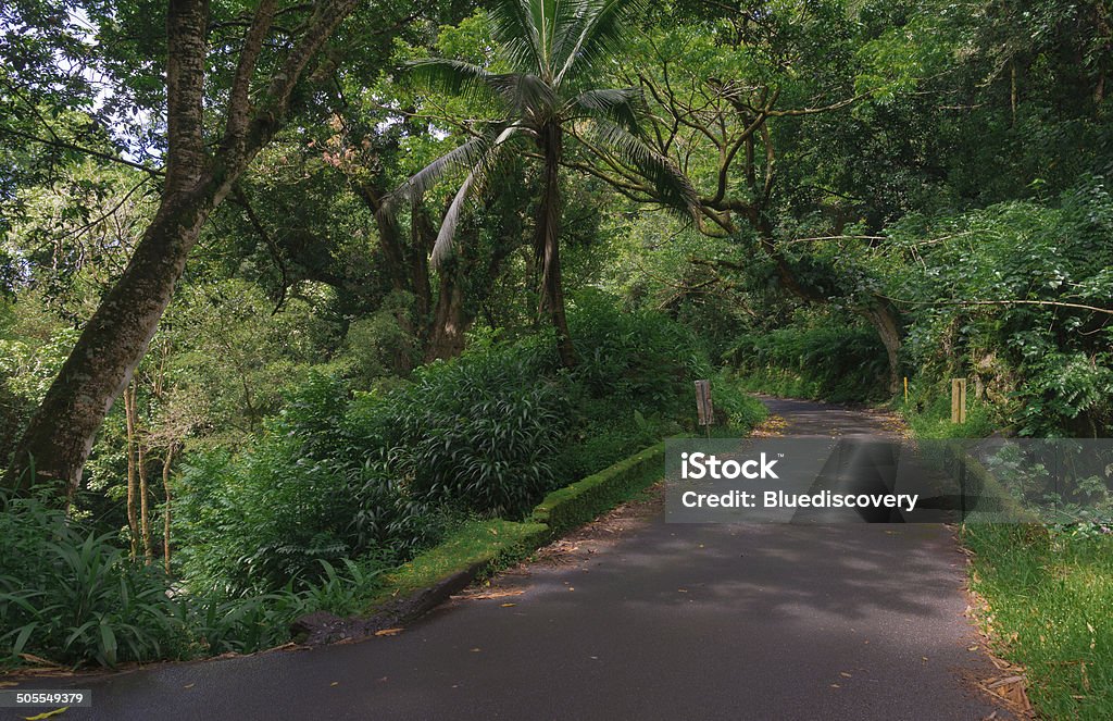 Jungle Road - Lizenzfrei 2014 Stock-Foto