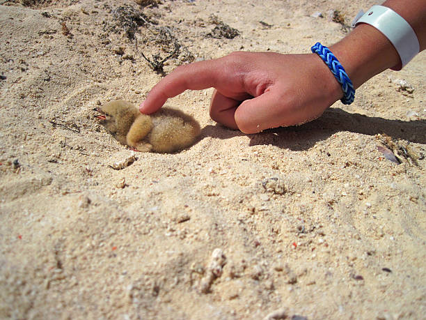 Little cute baby bird in boy's hand on beach