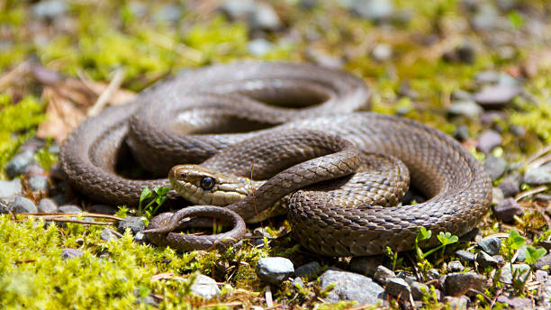 istock Close up of a coiled garter snake 505550057