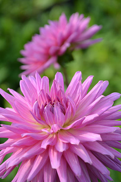 istock Dahlia close-up 505550561