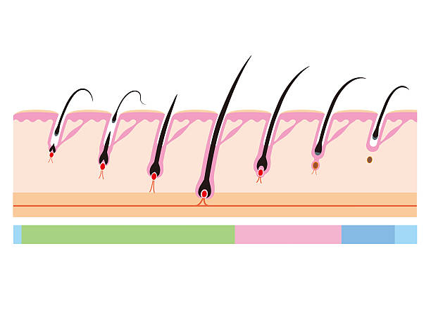 Hair cycle. Life of hair Hair cycle. Life of hair arrector pili stock illustrations