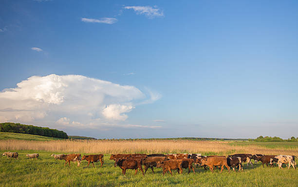 istock Cows grazing in green meadow. 505551843