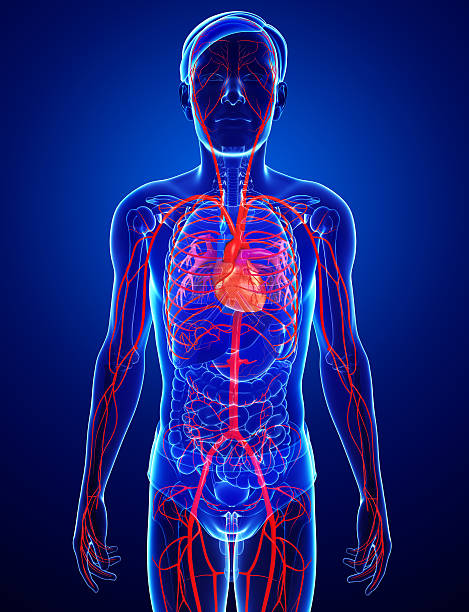 istock Male arteries artwork 505551857