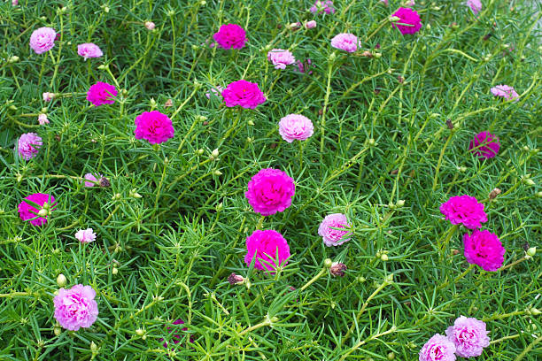 istock Pink Portulaca flower 505551983