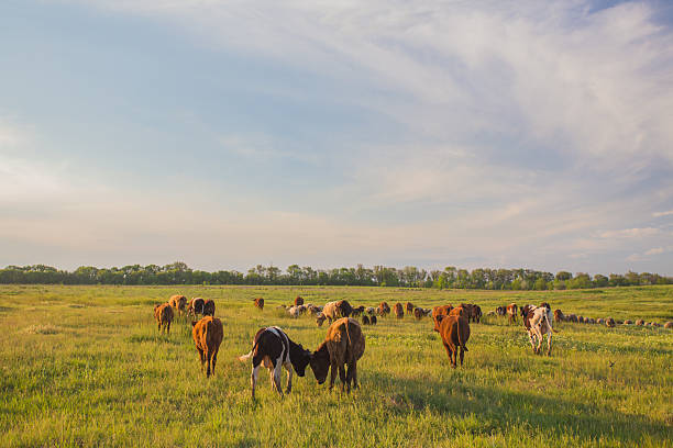 istock Cows grazing in green meadow. 505551989