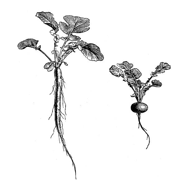 antyczne ilustracja przedstawiająca długie ze złamanymi zabezpieczeniami i rzepa zakorzenione rzodkiewka - radish white background vegetable leaf stock illustrations