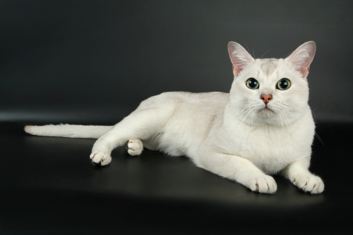 White burmilla cat lying on black background and staring ahead