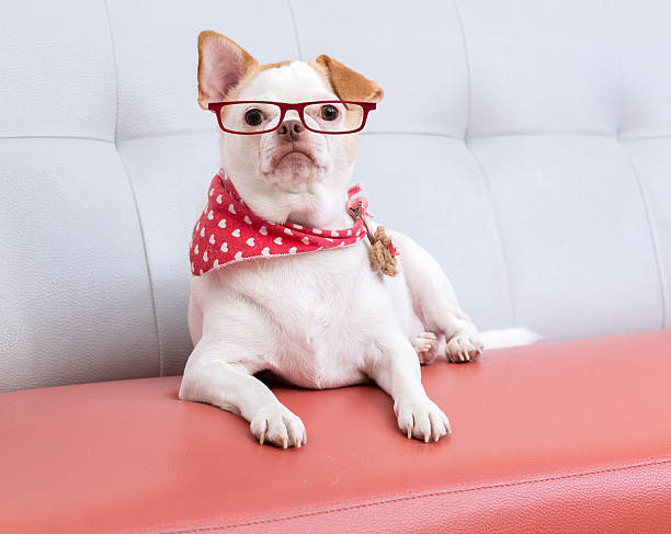 istock Dog with eyeglasses 505562567