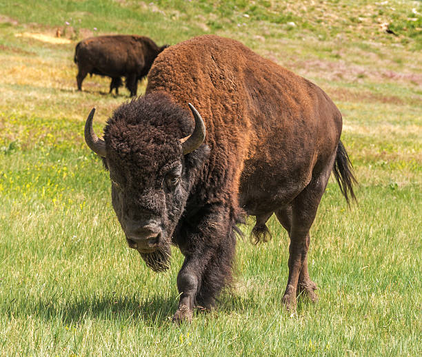 istock Buffalo American bison bull 505562681