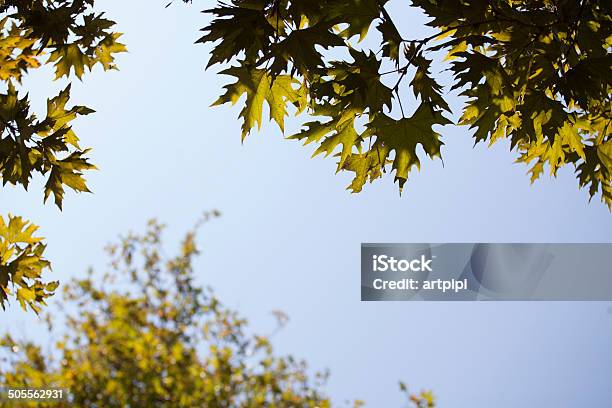 Maple Leaves On Blue Sky Stock Photo - Download Image Now - Backgrounds, Beauty, Beauty In Nature