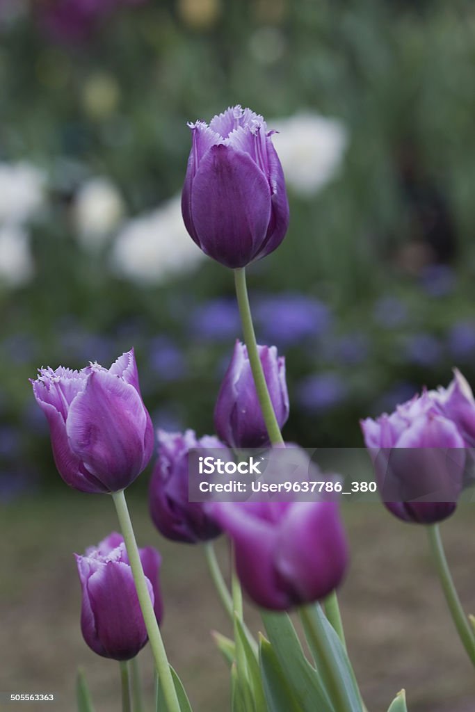 Purple Colored Tulip Flowers background, birthday, blossom, bouquet, celebration, congratulation, day, decoration, easter, flower, gift, green, greetings, holiday, mothers, multicolor, nature,  purple, spring, tulip, valentine, violet, water Backgrounds Stock Photo