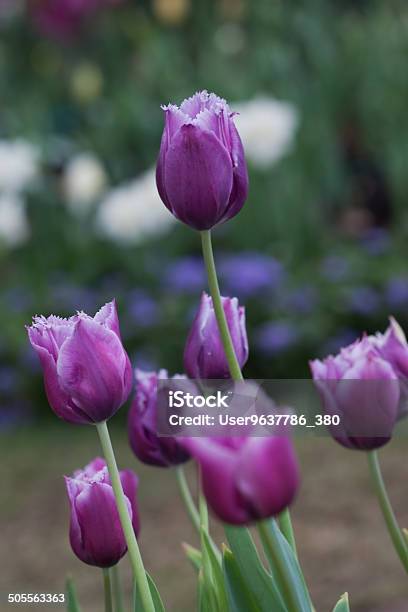 Purple Colored Tulip Flowers Stock Photo - Download Image Now - Backgrounds, Birthday, Birthday Present