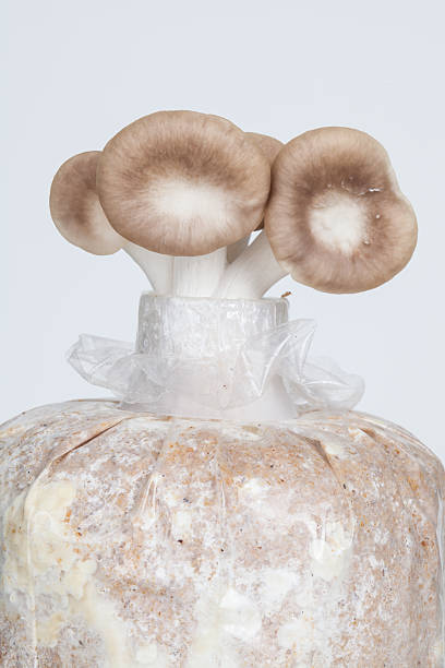 istock The growth of mushrooms 505563679