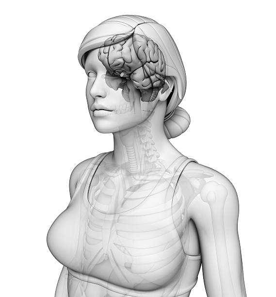istock Female brain antomy 505564879