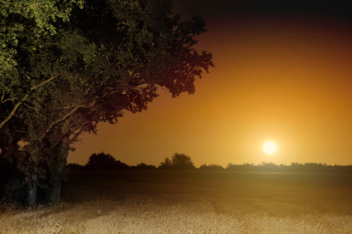 Landscape of wheat field with tree and very orange full moon glowing rising in clear sky during summer night.