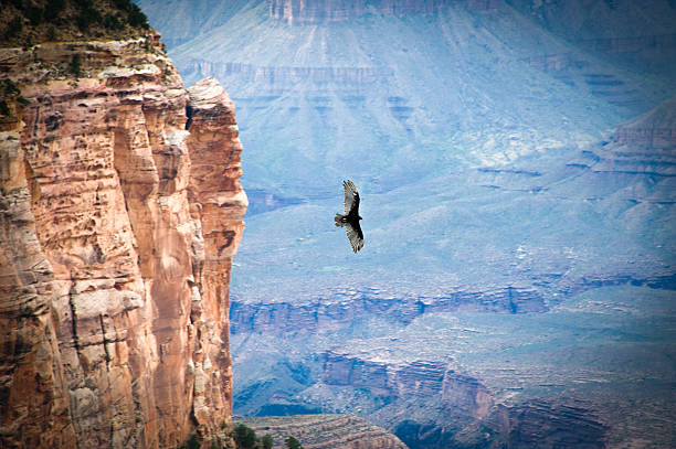 istock Bird flying over the grand canyon 505565135