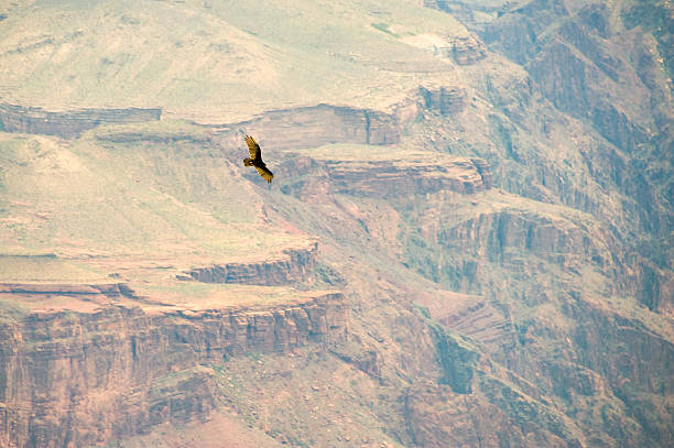 istock Bird flying over the grand canyon 505565151