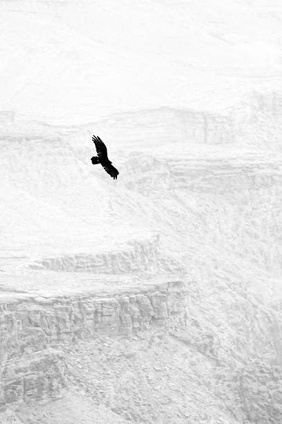 istock Bird flying over the grand canyon 505565153